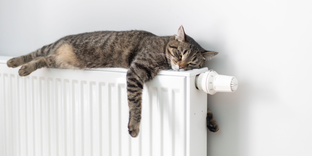 Hold øje med katten: Dens valg af sovested afslører nemlig meget