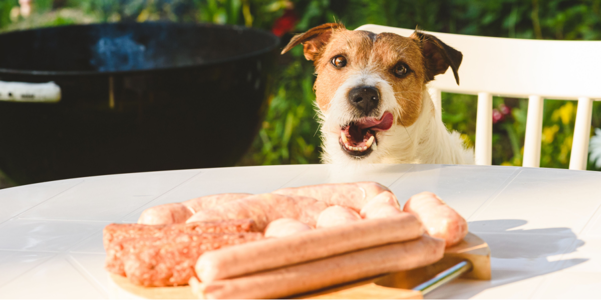 Inden grillsæsonen: Disse madvarer må du aldrig give Fido
