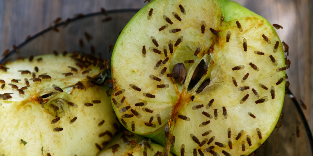 Frugtskålen er måske uskyldig: Dette kan være årsagen til, at du er invaderet af bananfluer