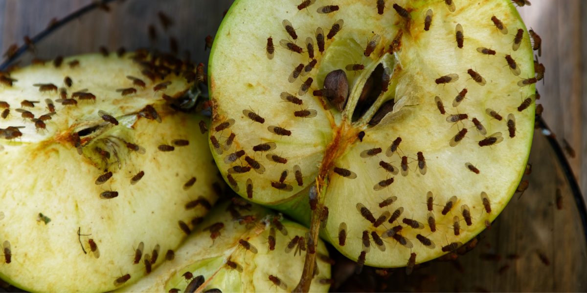 Dræber dem i løbet af natten: Simpelt trick gør dig fri for bananfluer