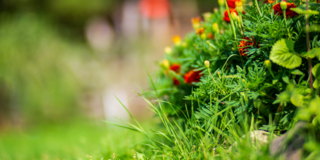 Er dit blomsterbed angrebet af græs? Prøv disse metoder til at slippe af med det