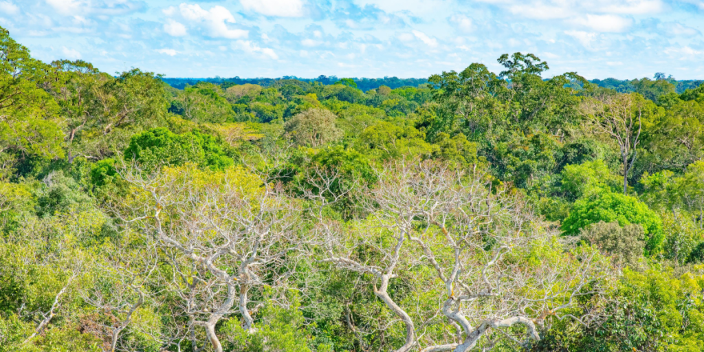 Ny, nedslående forskning: PFAS-stoffer når Amazonas regnskov