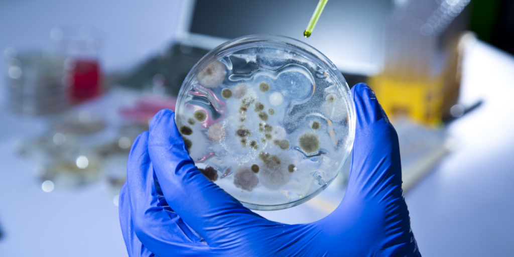 Superbakterie vinder frem – frygt for antibiotikaresistens