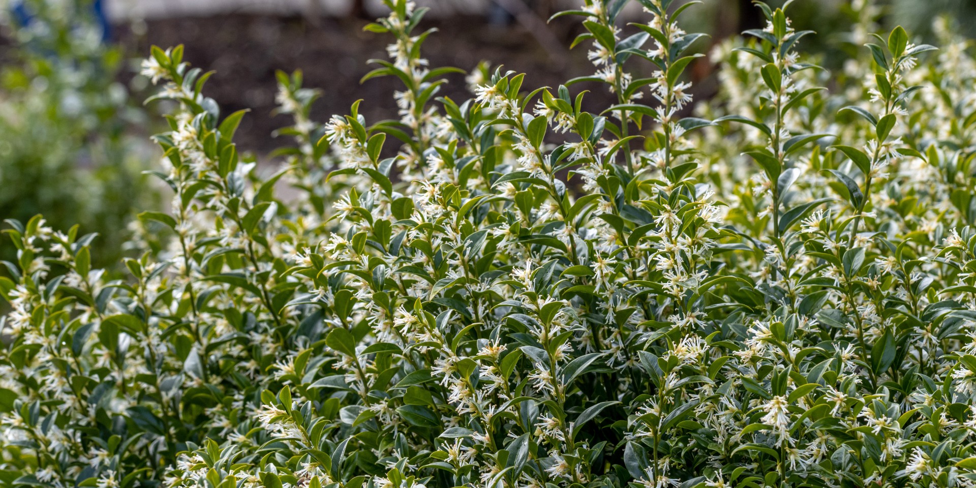 5 planter, der er næsten umulige at slå ihjel