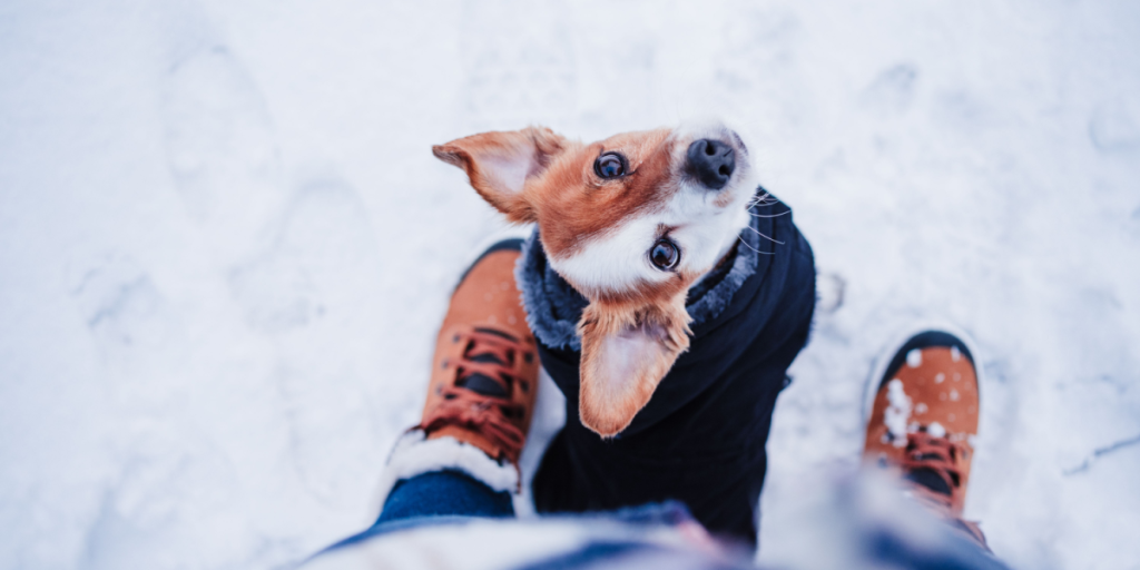 Frosten er tilbage: Ved denne temperatur bliver det for koldt for hunden at gå tur