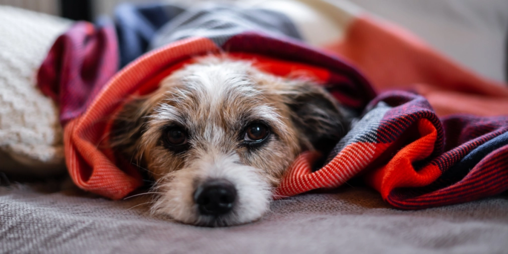 Er din hund stresset eller trist? 6 tegn, du skal kende
