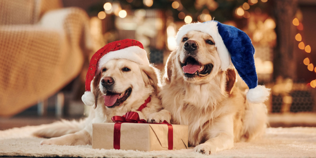 Giftige julegodter: Sådan beskytter du din hund