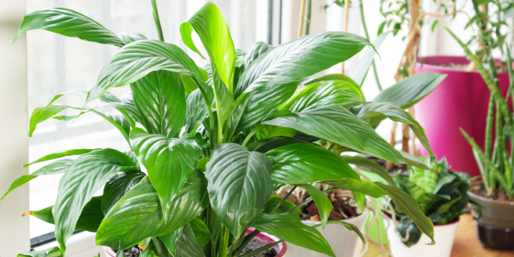 Undgå fugtproblemer i hjemmet med tre effektive planter