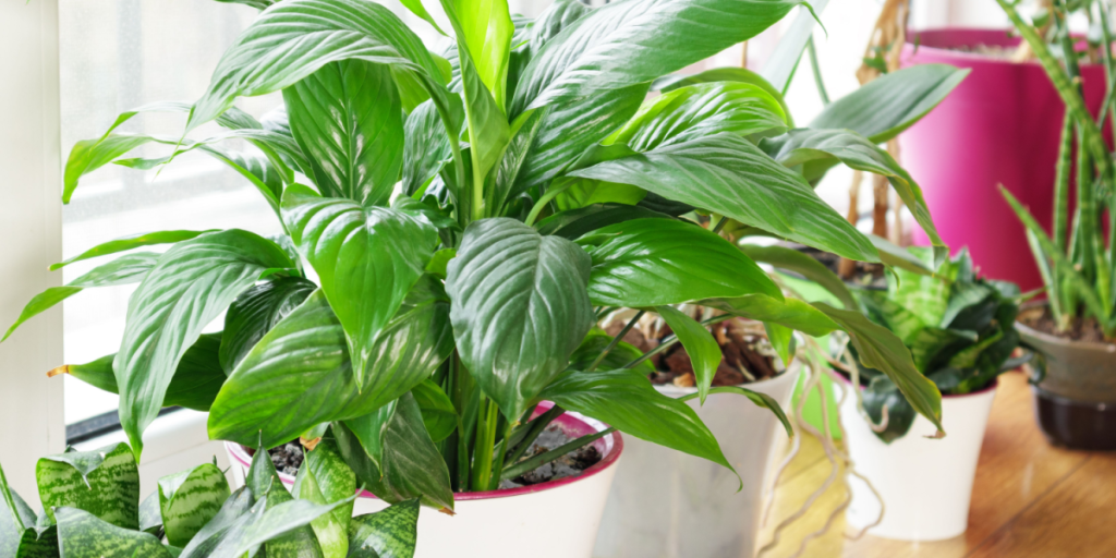 6 stueplanter, du ikke bør have i nærheden af hinanden ifølge planteekspert