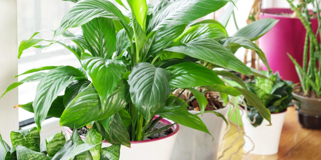 6 stueplanter, du ikke bør have i nærheden af hinanden ifølge planteekspert