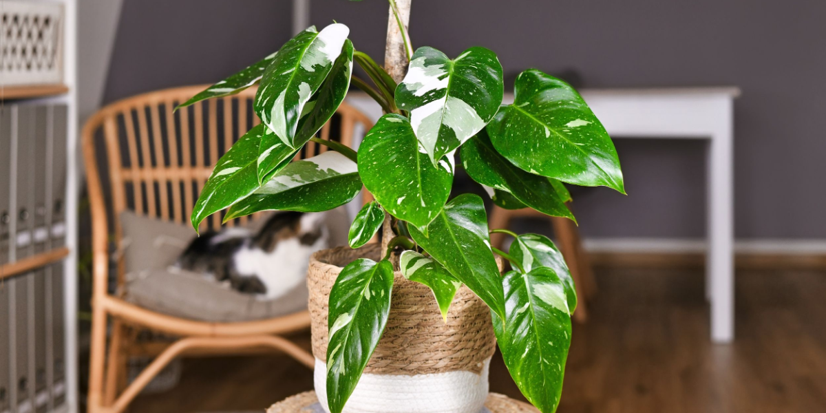Renser luften: 3 stueplanter, der giver dig et bedre indeklima