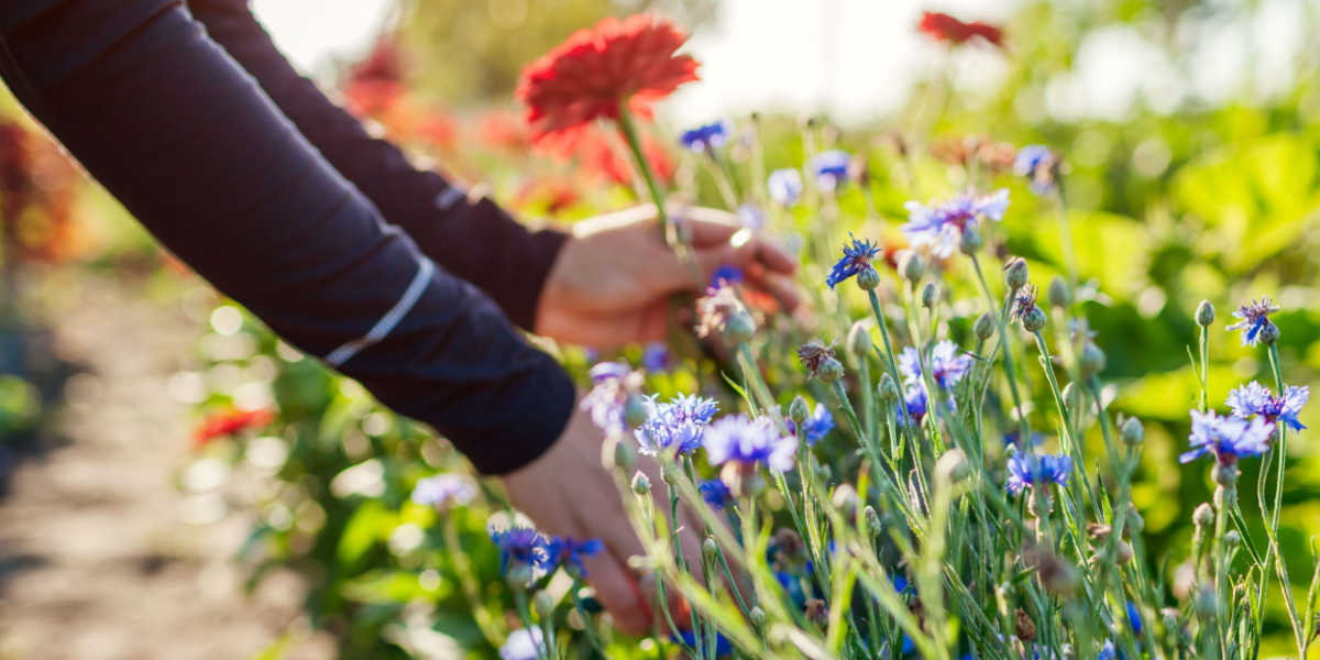 Gør naturen en tjeneste: Gå efter disse 3 planter, hvis du plukker blomster i naturen