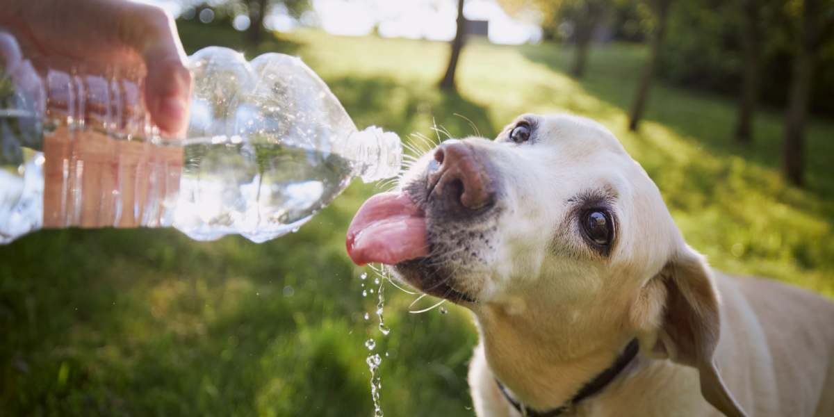 Fra varm asfalt til for meget vand: 10 sommerfarer for din hund, du skal være opmærksom på