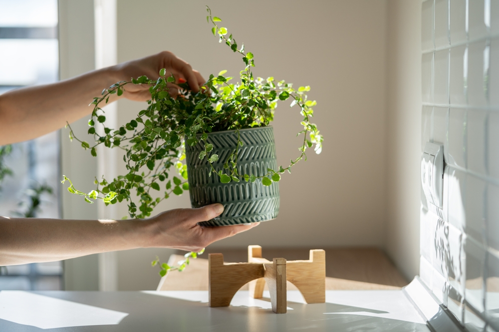 Derfor skal du passe på med at sætte dine planter i vindueskarmen
