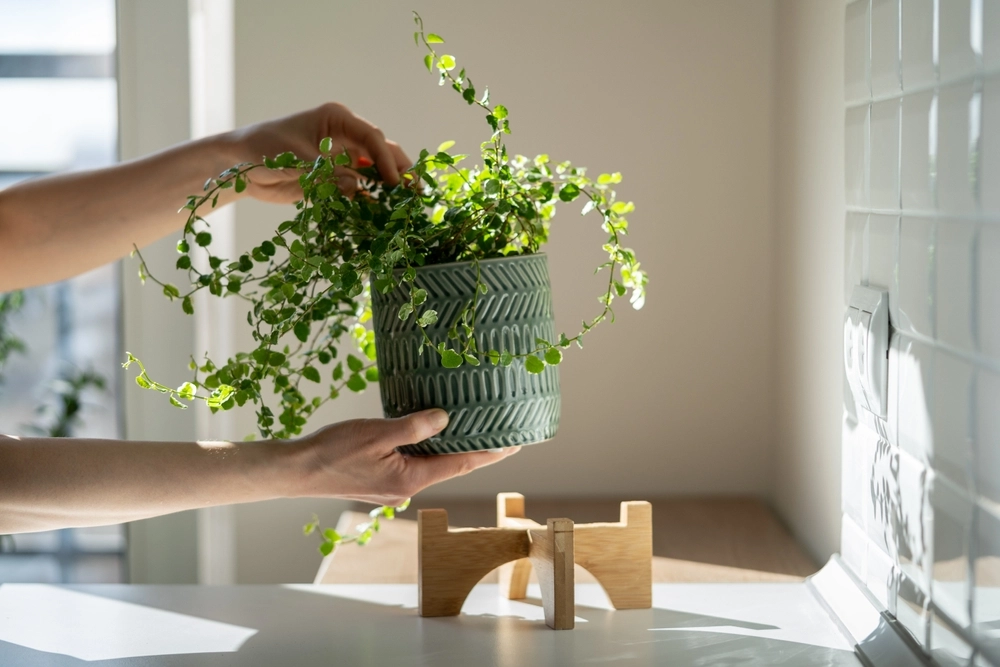 Derfor skal du passe på med at sætte dine planter i vindueskarmen