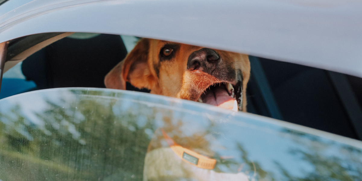 Lad ikke hunden blive i bilen: Så hurtigt bliver temperaturen fordoblet i kabinen