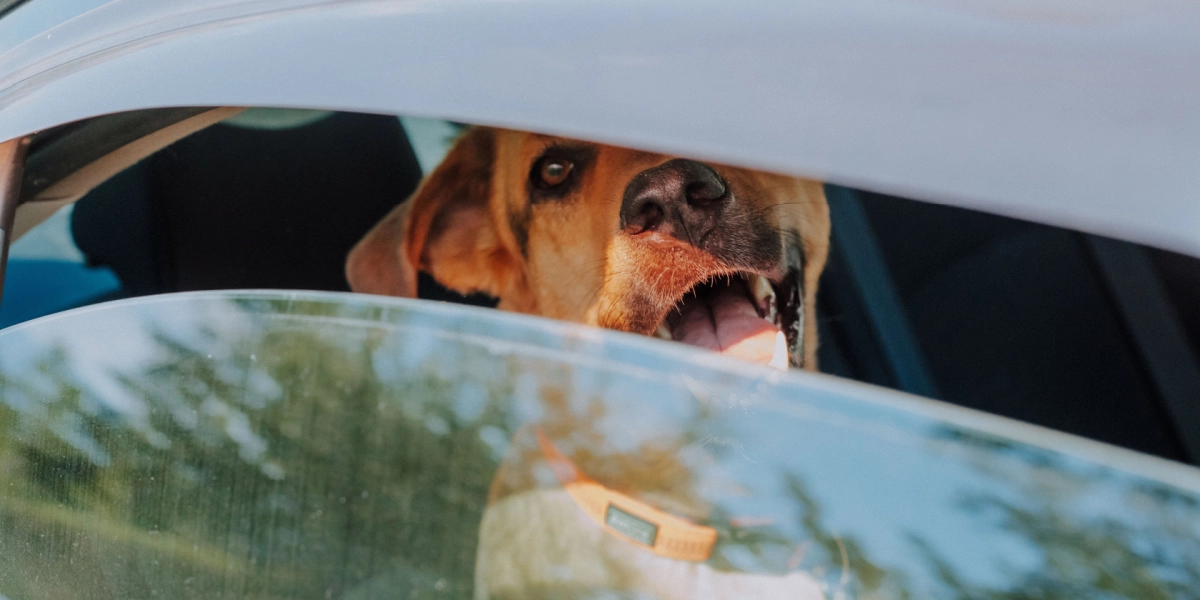 Lad ikke hunden blive i bilen: Så hurtigt bliver temperaturen fordoblet i kabinen