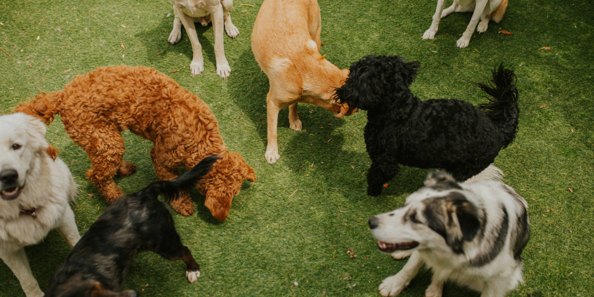 Overvejer du at få hund? Dyrlæge advarer mod disse race