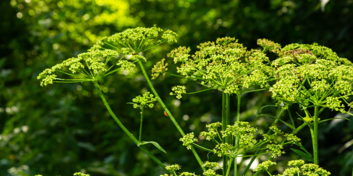 Smuk, men giftig: Ekspert advarer mod udbredt plante, der blomstrer netop nu