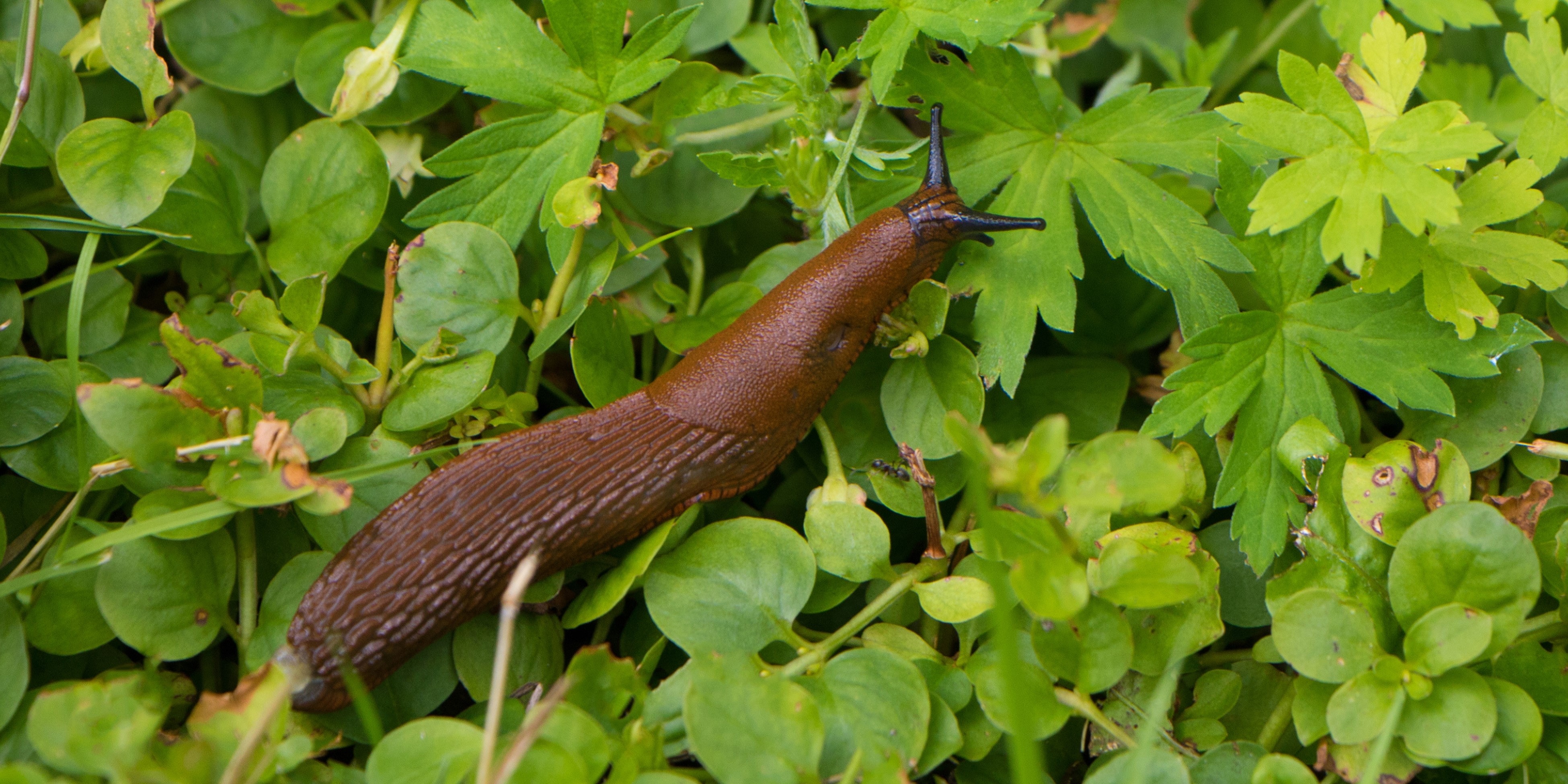 5 gode råd til, hvordan du slipper for dræbersnegle