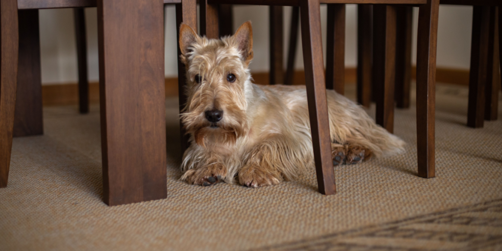 Hvorfor søger din hund under bordet?