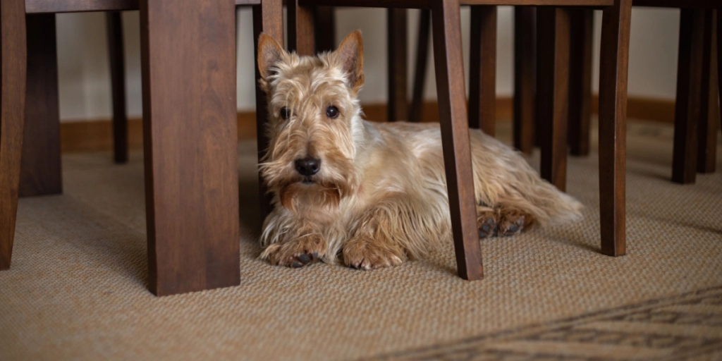 Hvorfor søger din hund under bordet?