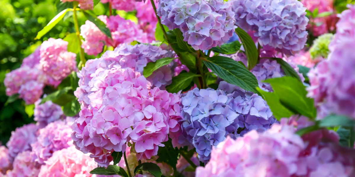 Hortensia og 6 andre stauder, der vender tilbage hvert år