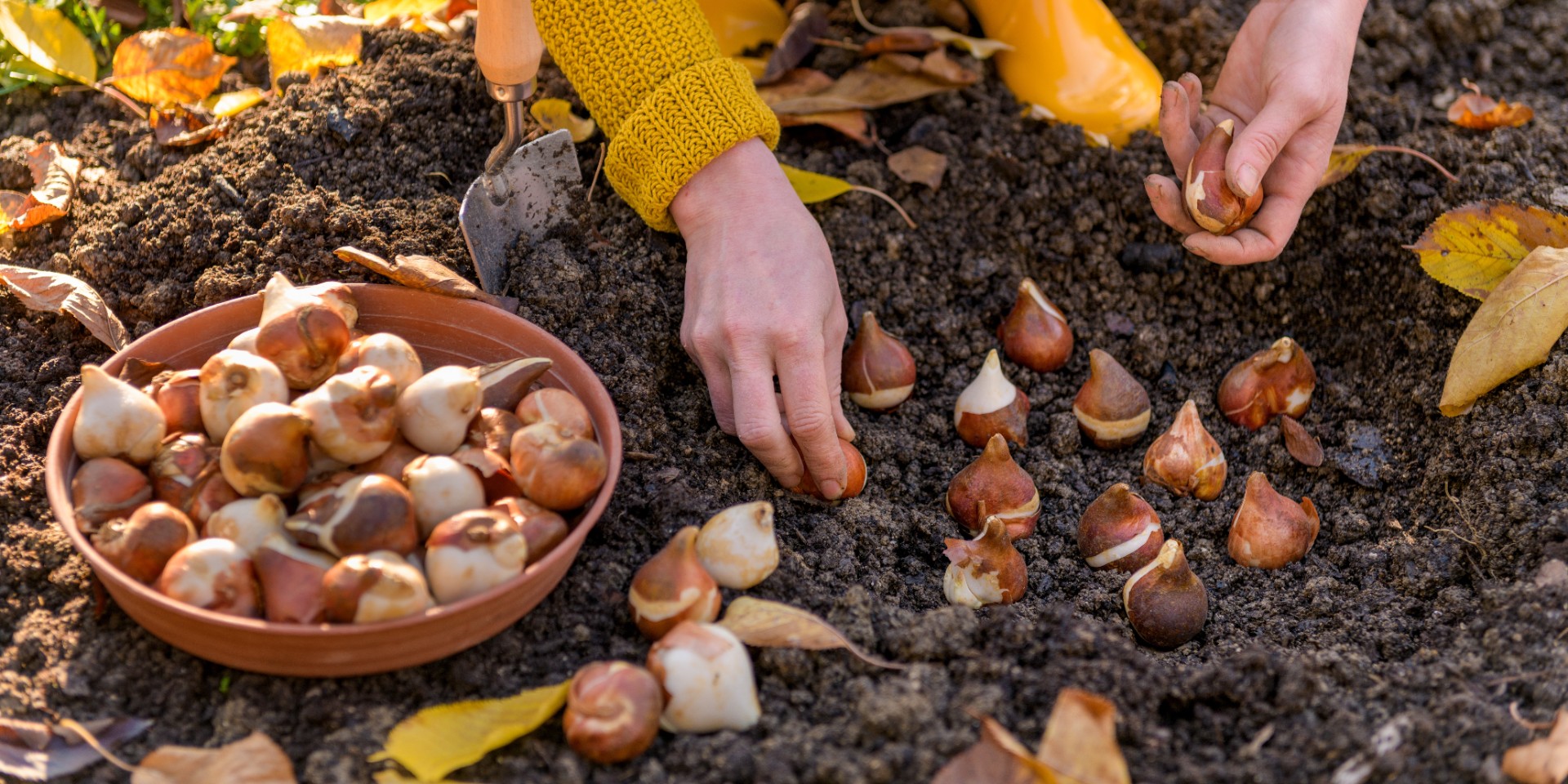 Derfor skal du plante dine tulipanløgene i december