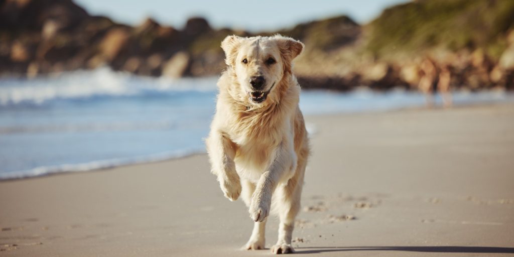 Lovligt fra d 1. oktober: Men du skal sørge for dette, før du slipper Fido løs på stranden