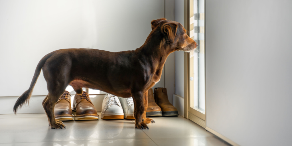 Ny undersøgelse: Så mange hunde er alene hjemme
