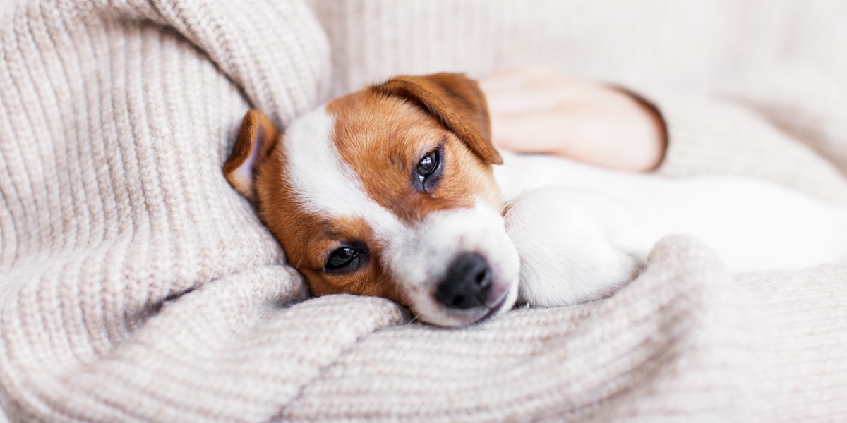 Dyrlæge med advarsel: Hvis din hund gør dette, kan det være tegn på alvorlig sygdom