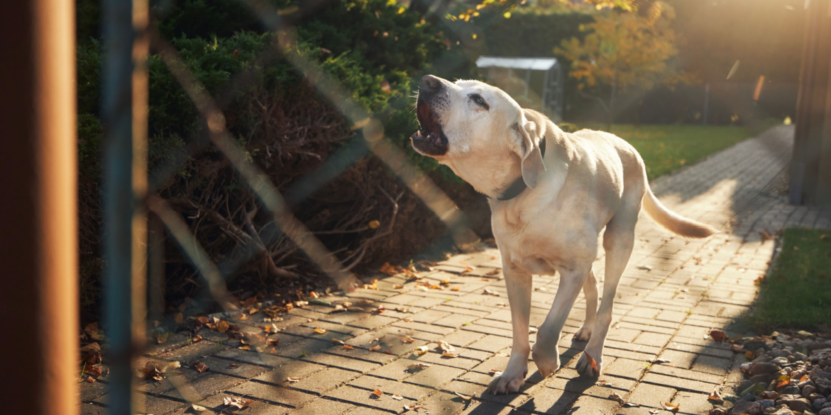 Gør naboens hund om natten? Dette siger loven om larmende hunde