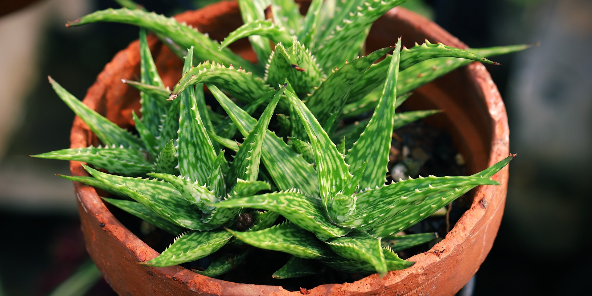 7 tips til at passe godt på din aloe vera-plante