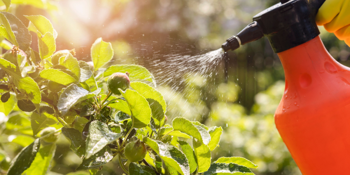 Insekterne kommer: Sådan laver du din egen spray til at beskytte dine planter