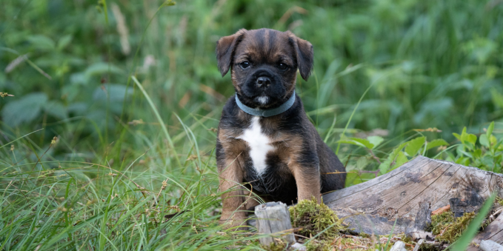 7 gode familiehunde til mindre hjem