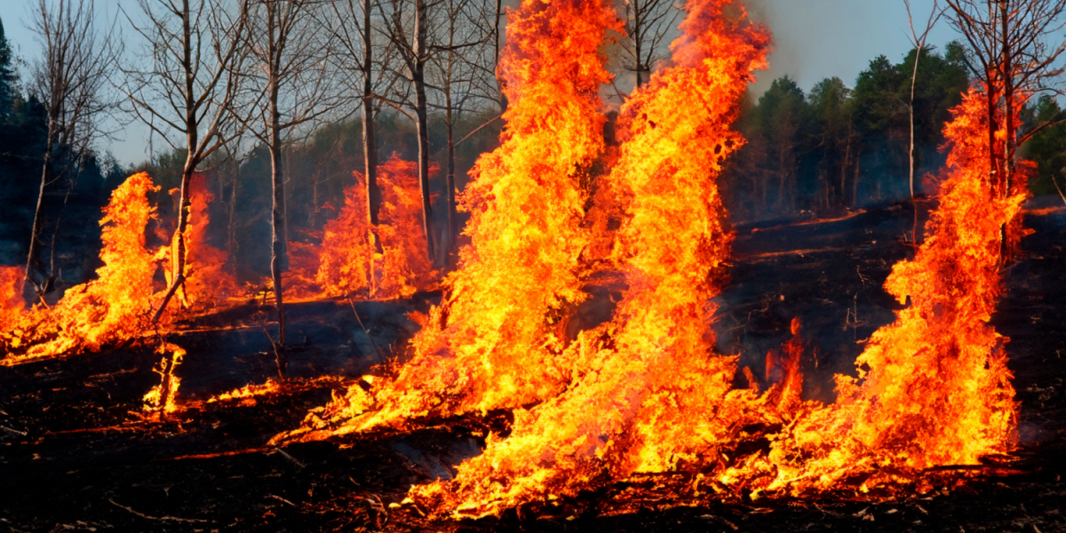Tui starter indsamling for brandhærget ferieø – sådan kan du støtte de lokale indbyggere