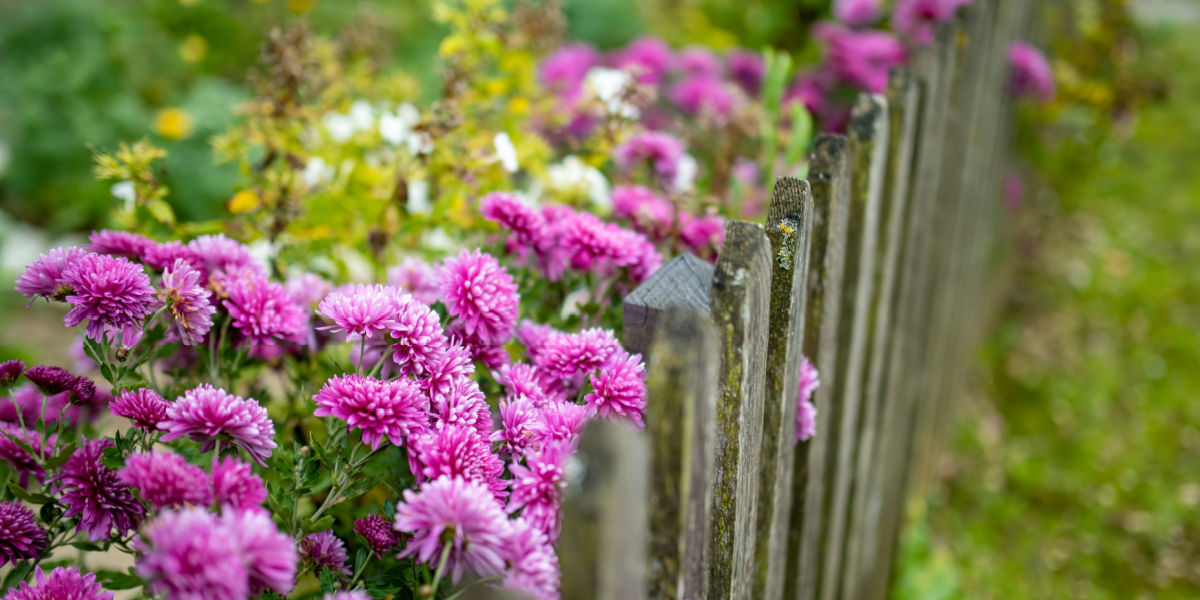 Krysantemum og 4 andre planter, du kan plante i sensommeren