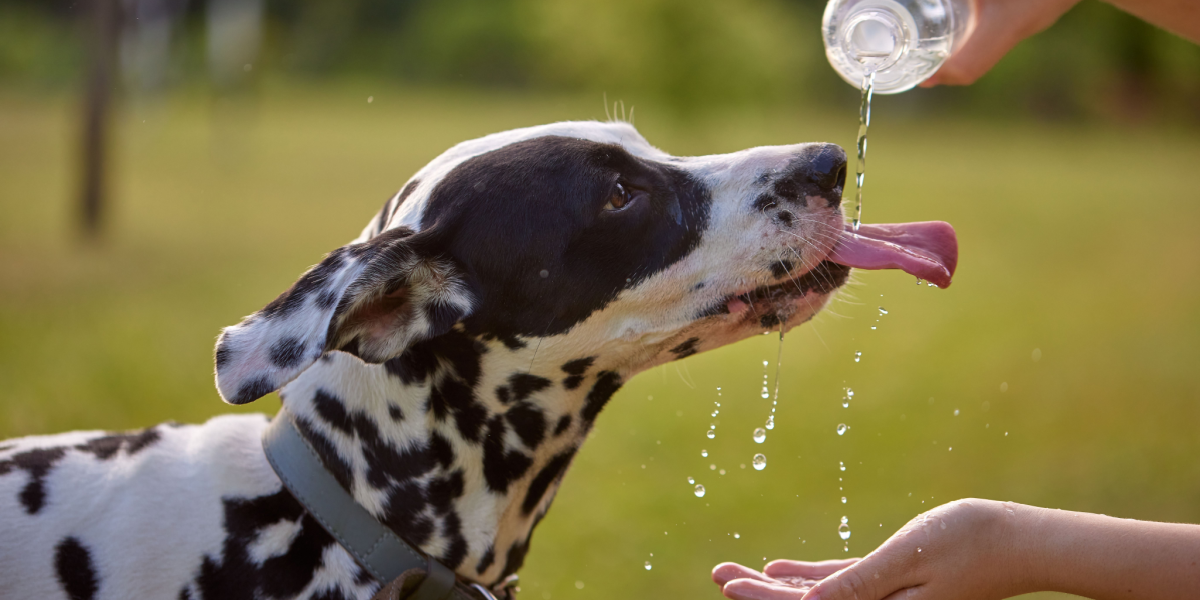 Dyrlæge advarer: Dette må du ikke gøre med din hund i varmen
