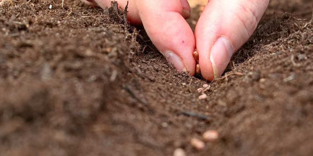 Du kan stadig nå det: Men pas på med at plante disse planter i efteråret