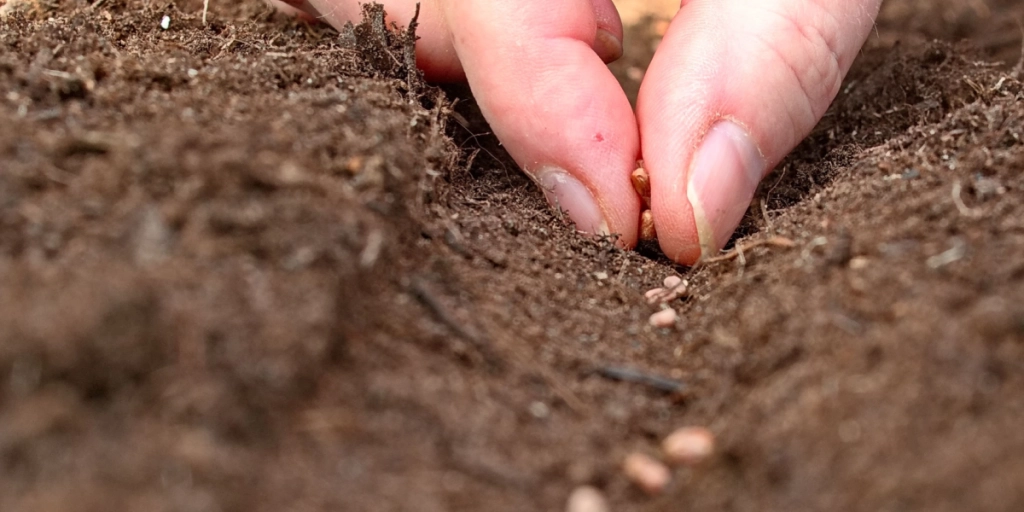 Du kan stadig nå det: Men pas på med at plante disse planter i efteråret