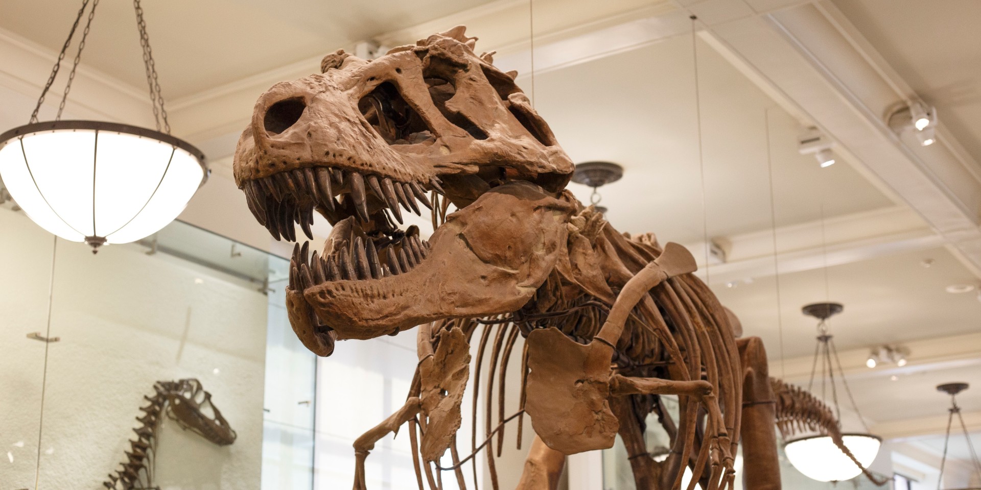 75 millioner år siden: Nu har forskere afsløret T-rex’s overraskende sidste måltid