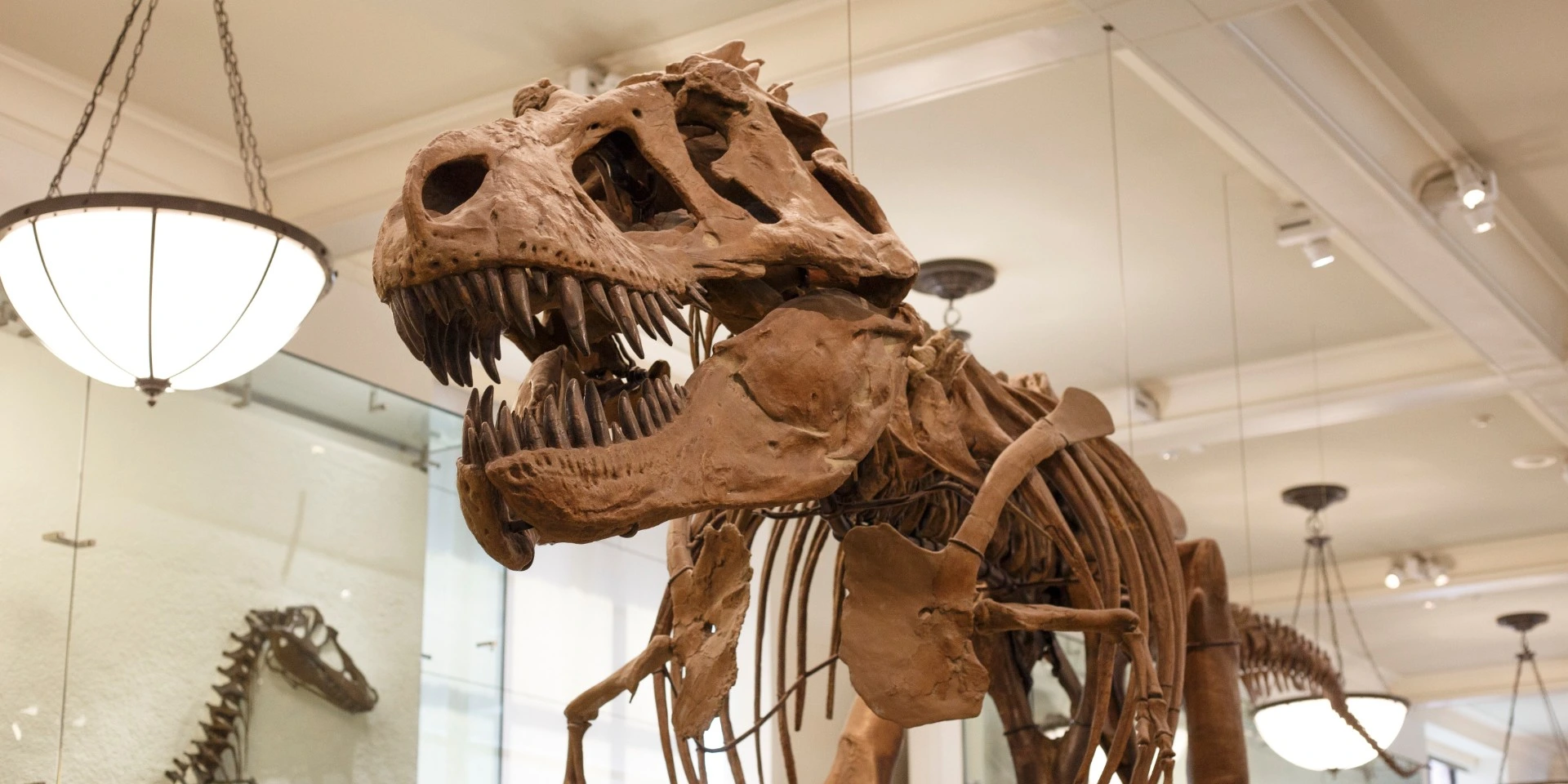 75 millioner år siden: Nu har forskere afsløret T-rex’s overraskende sidste måltid