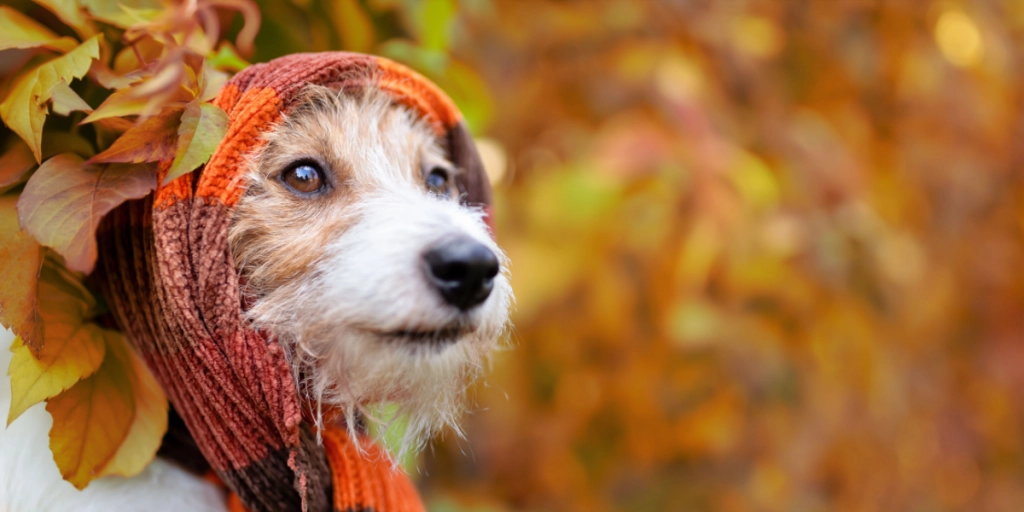 Dyreforsikring advarer: 6 ting i efterårsnaturen, der kan være giftige for din hund