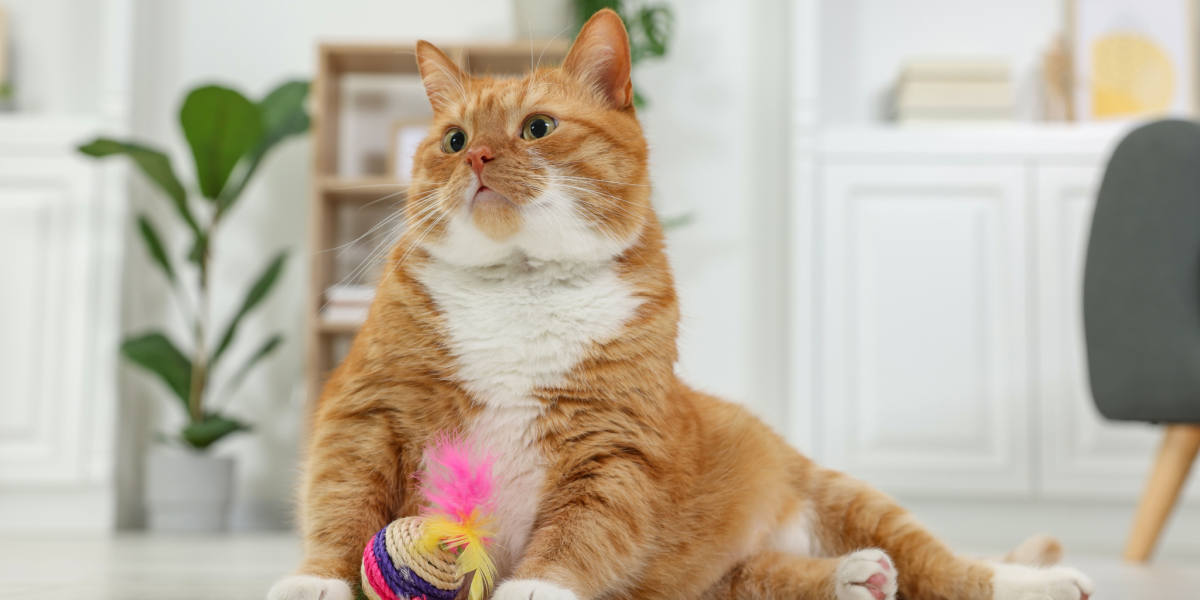 “Ælter” din kat? Det skal du være glad for