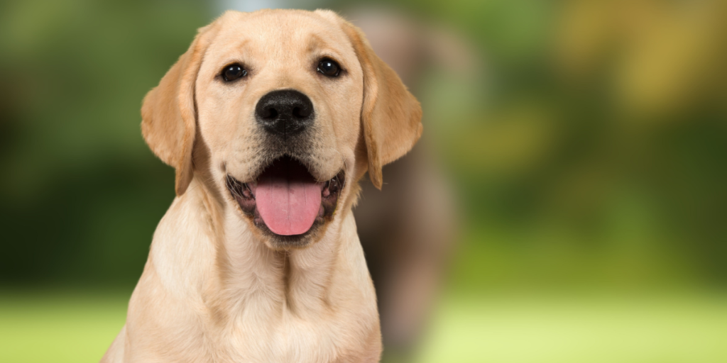 Forstå din hunds adfærd: 5 adfærdsændringer, du bør kende