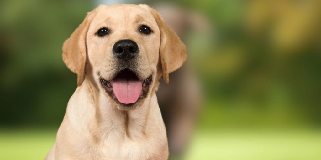 Forstå din hunds adfærd: 5 adfærdsændringer, du bør kende