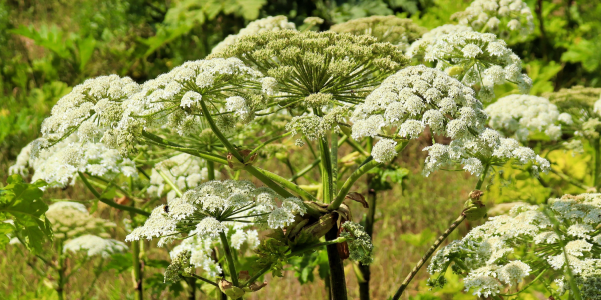 Så er det nu: Haveejere har pligt til at slå denne plante ned den kommende tid