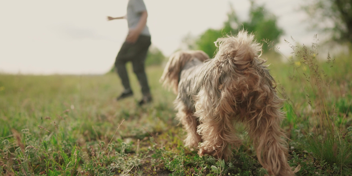 Alderen rammer også kæledyr: Sådan giver du hunden en god alderdom