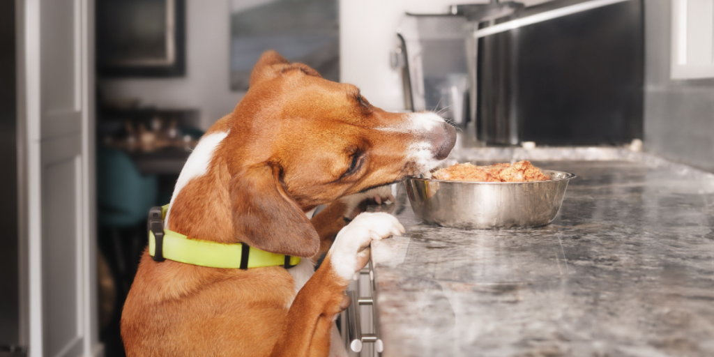 7 tips til dig med en “teenage-hund”