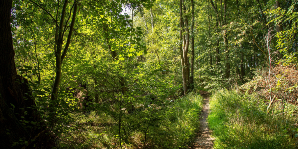 Biolog finder ny billeart i Danmark